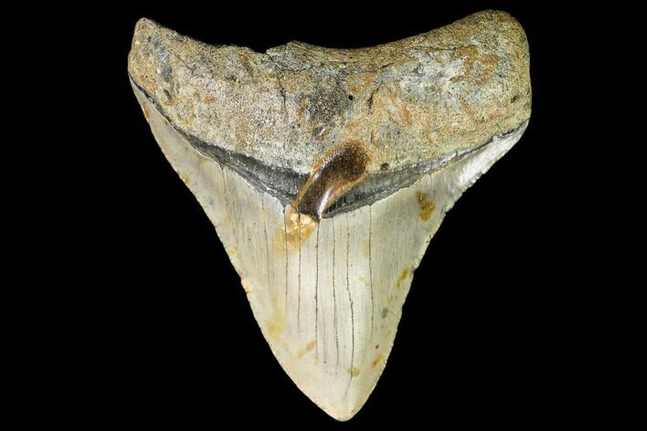 Fossil Megalodon Tooth - North Carolina #109525